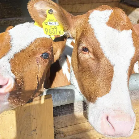Ferien Am Samerhof Lägenhet Matreiwald