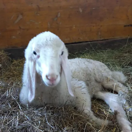Ferien Am Samerhof Lägenhet Matreiwald
